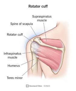 Anatomy of the rotator cuff